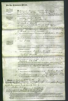 Court of Common Pleas - Sophia Heath Saint-Original Ancestry