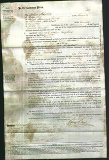 Court of Common Pleas - Eliza Spruce-Original Ancestry