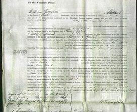 Court of Common Pleas - Ann Shirt-Original Ancestry