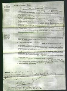 Court of Common Pleas - Sophia White-Original Ancestry