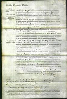 Court of Common Pleas - Ann Brumfit-Original Ancestry