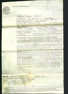 Court of Common Pleas - Mary Elizabeth Healy-Original Ancestry