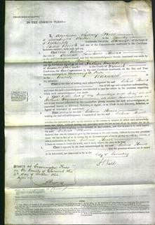 Court of Common Pleas - Celina Flower-Original Ancestry