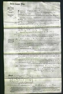 Court of Common Pleas - Caroline Wilkinson-Original Ancestry