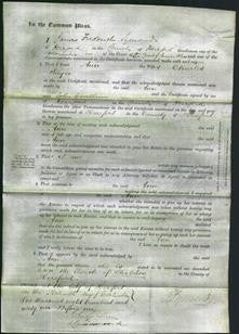 Court of Common Pleas - Ann Sayce-Original Ancestry