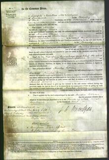 Court of Common Pleas - Amelia Cozens-Original Ancestry