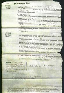 Court of Common Pleas - Maria Cole-Original Ancestry