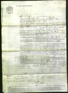 Court of Common Pleas - Eliza Knight-Original Ancestry