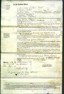 Court of Common Pleas - Cecilia Stephens-Original Ancestry