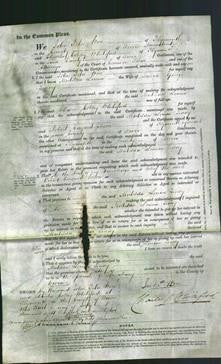 Court of Common Pleas - Matilda Louisa Tiddy-Original Ancestry