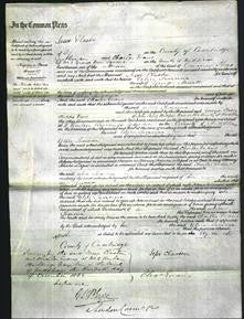 Court of Common Pleas - Alice Susanna Mewitt-Original Ancestry