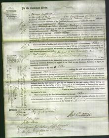 Court of Common Pleas - Ellen Trickey-Original Ancestry