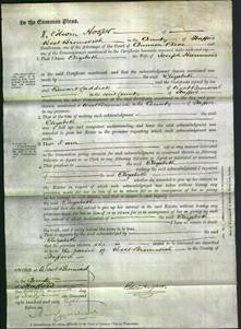 Court of Common Pleas - Elizabeth Hammond-Original Ancestry