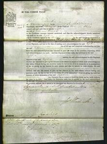 Court of Common Pleas - Sophia Vinner-Original Ancestry