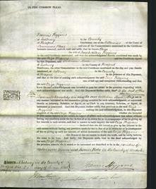 Court of Common Pleas - Eliza Higgins-Original Ancestry